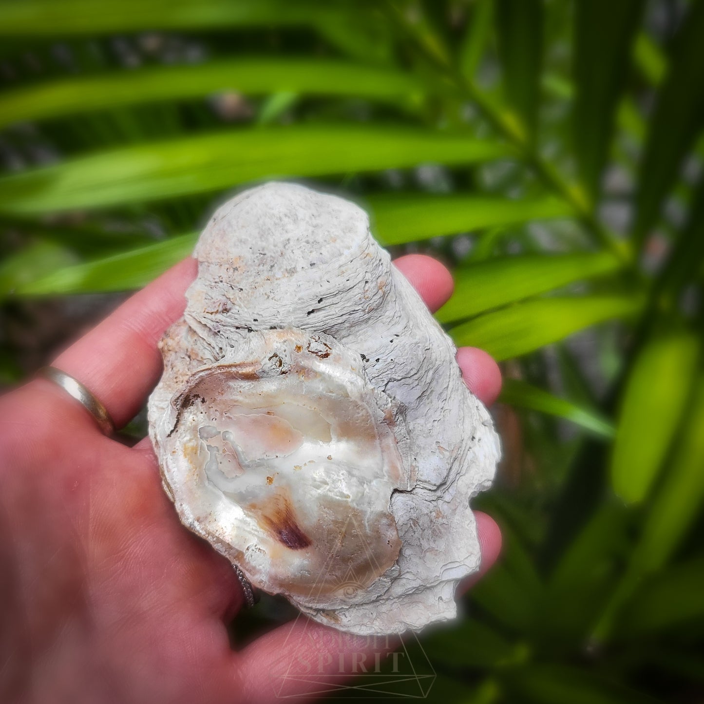 Large Shell Dish
