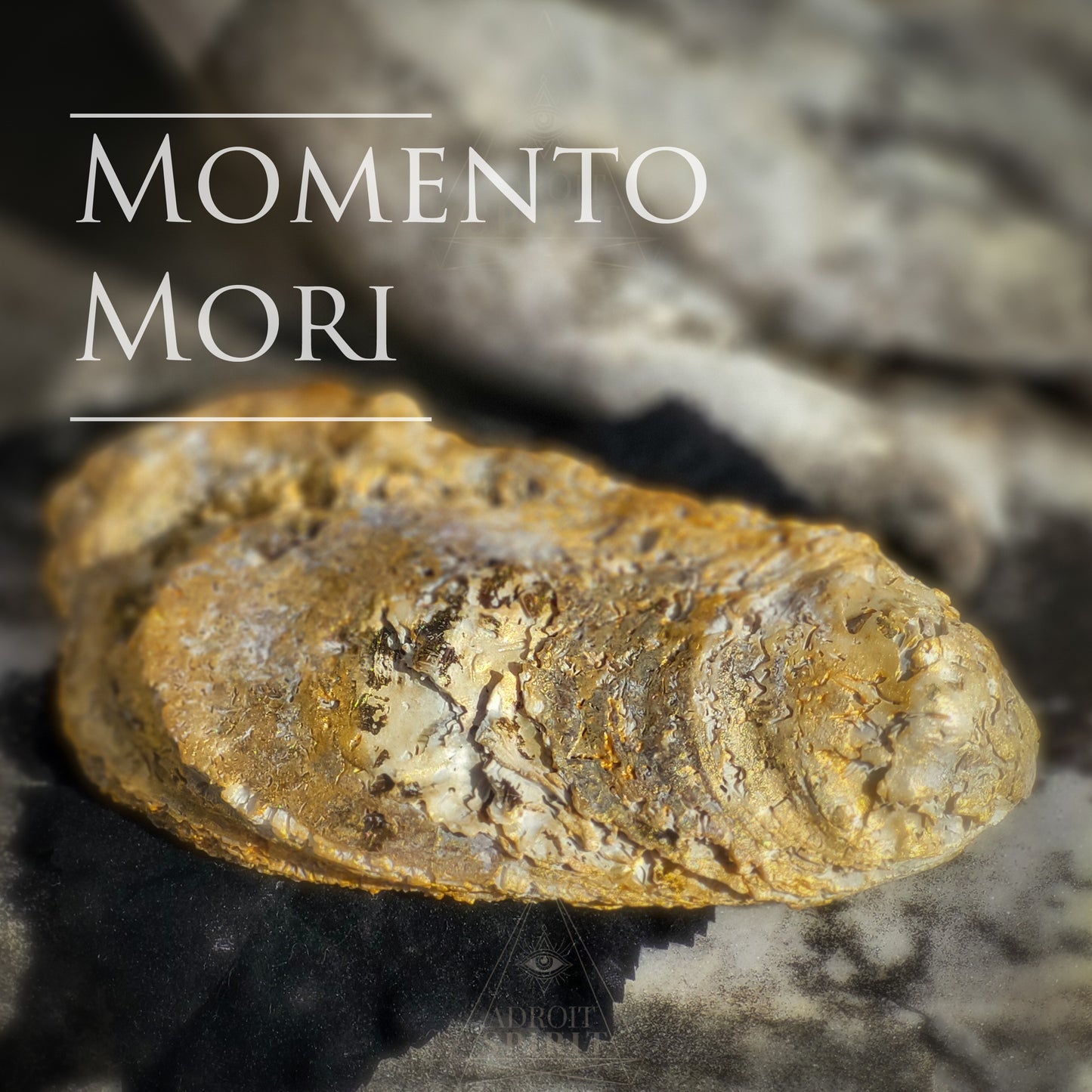 Shell Dishes - X LARGE