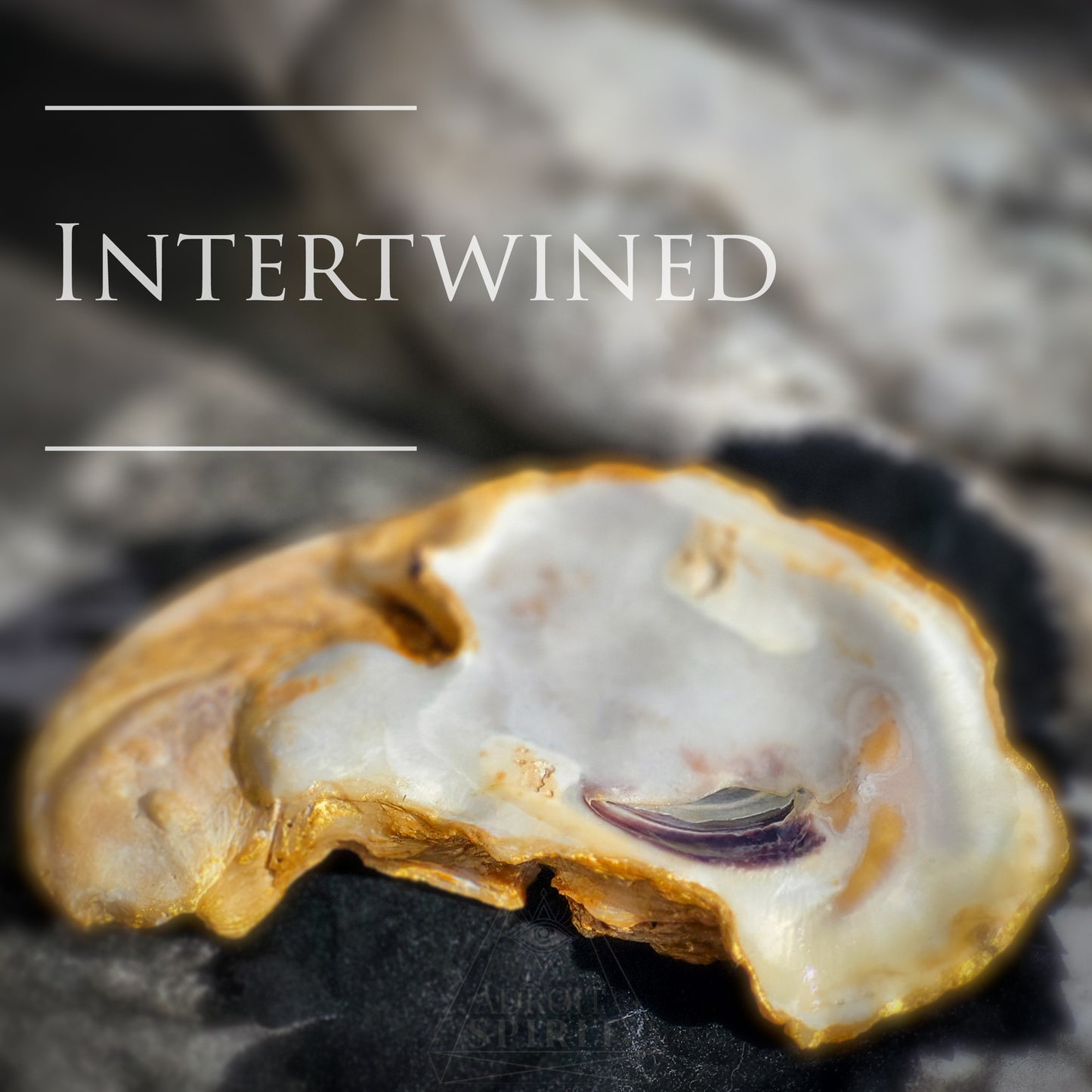 Shell Dishes - X LARGE